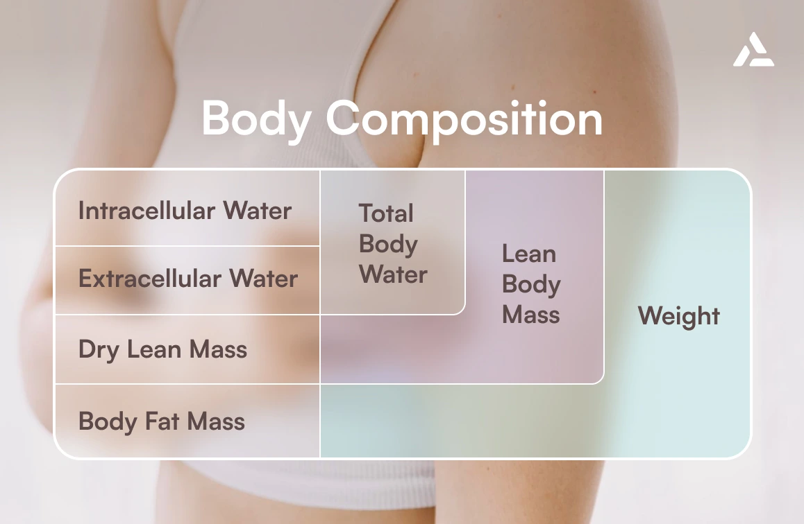 A diagram showing components of body composition: intracellular water, extracellular water, muscle mass, dry lean mass, body fat mass, total body water, lean body mass, and weight.