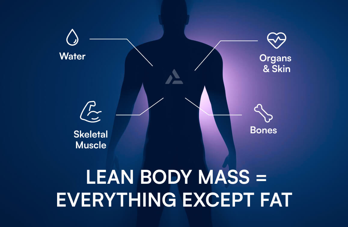 Silhouette of a human body outlining Lean Body Mass, labeled with components: water, skeletal muscle, organs & skin, and bones. Text reads, "Lean body mass = everything except fat—a vital concept for fitness professionals.
